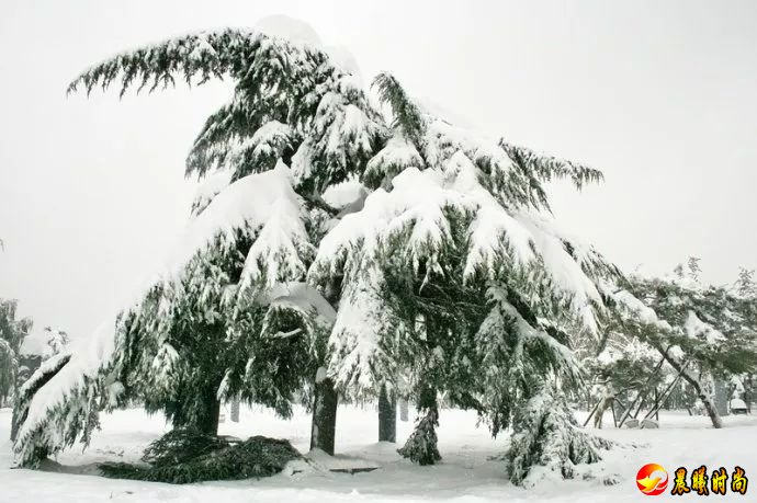 全省共计有50个气象台站的最大积雪深度达到或突破当地的观测纪录