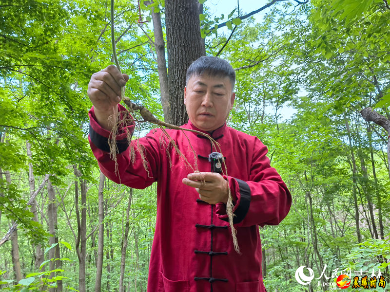 李把頭講解剛“抬”的人參。人民網記者 馬俊華攝