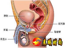 异常勃起分为原发、特发或继发