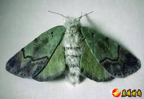 2019流行色趋势，明年穿什么颜色才够时髦？(图49)