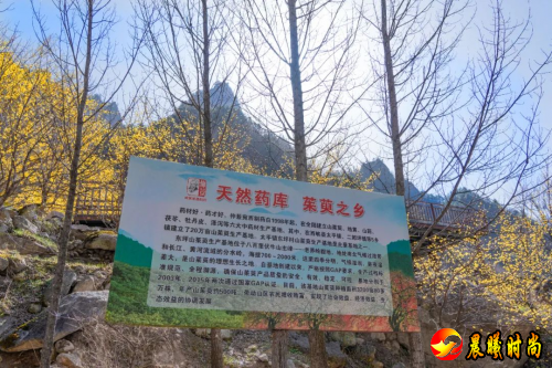 西峡山茱萸入选全国名优农产品名单 助力仲景中医药高质量发展