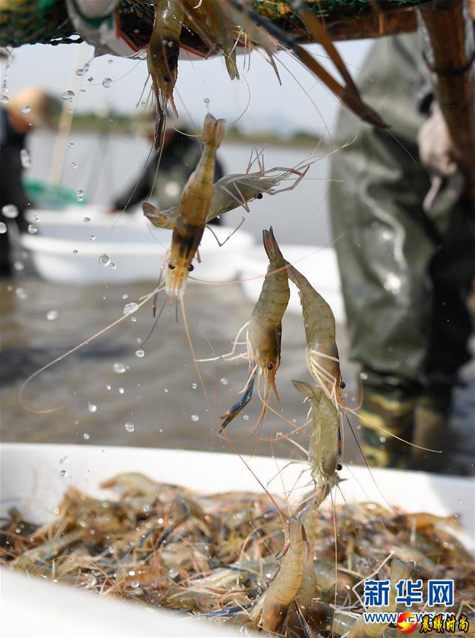 浙江湖州：又是一年虾肥时