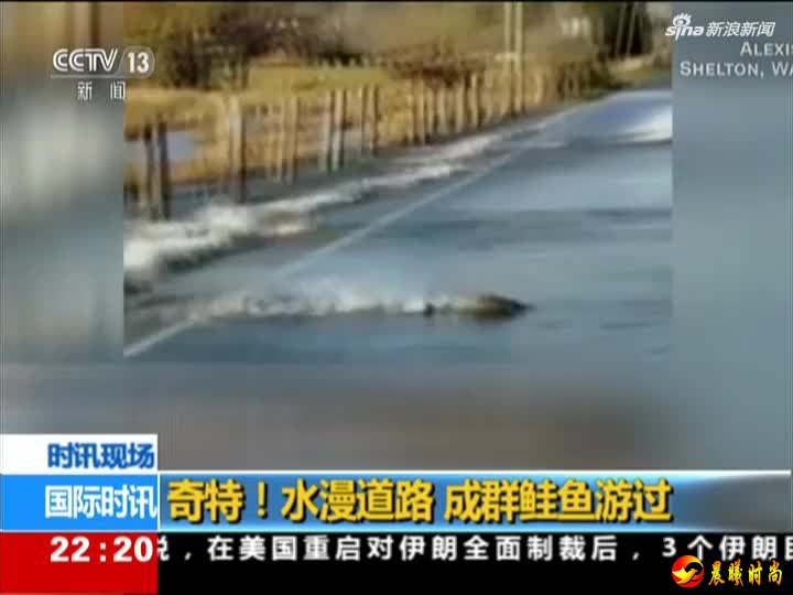 视频：奇观！暴雨过后水漫道路 成群鲑鱼火速穿越马