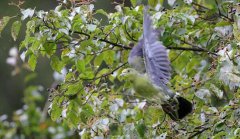 也是唐家河保护区今年第四次发现的新分布鸟类记录物种