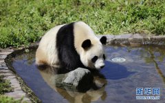 于是被送回到中国大熊猫保护研究中心卧龙神树坪基地进行配对