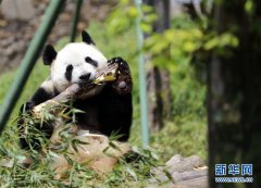 全球唯一大熊猫三胞胎姐姐“萌萌”成功交配