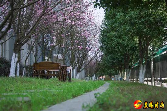 雨里裹蜜 花瓣洗尽绚丽的色彩 显露春天最轻柔的白 江西水利职业学院 江西洪州职业学院 三月酥风暖阳 百花齐放 这一簇簇正是风姿绰约 你觉得哪所学校的“校花”最美呢？ 