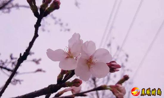 雨里裹蜜 花瓣洗尽绚丽的色彩 显露春天最轻柔的白 江西水利职业学院 江西洪州职业学院 三月酥风暖阳 百花齐放 这一簇簇正是风姿绰约 你觉得哪所学校的“校花”最美呢？ 