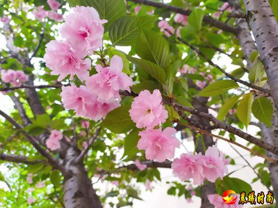 雨里裹蜜 花瓣洗尽绚丽的色彩 显露春天最轻柔的白 江西水利职业学院 江西洪州职业学院 三月酥风暖阳 百花齐放 这一簇簇正是风姿绰约 你觉得哪所学校的“校花”最美呢？ 