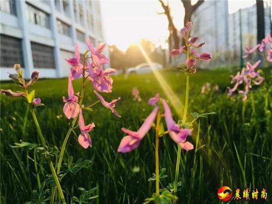 雨里裹蜜 花瓣洗尽绚丽的色彩 显露春天最轻柔的白 江西水利职业学院 江西洪州职业学院 三月酥风暖阳 百花齐放 这一簇簇正是风姿绰约 你觉得哪所学校的“校花”最美呢？ 