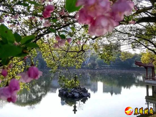 雨里裹蜜 花瓣洗尽绚丽的色彩 显露春天最轻柔的白 江西水利职业学院 江西洪州职业学院 三月酥风暖阳 百花齐放 这一簇簇正是风姿绰约 你觉得哪所学校的“校花”最美呢？ 