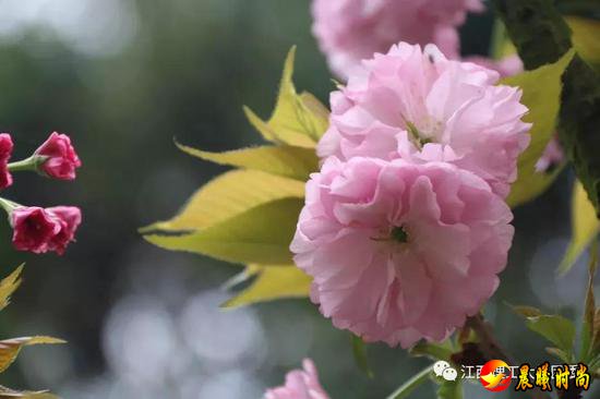 雨里裹蜜 花瓣洗尽绚丽的色彩 显露春天最轻柔的白 江西水利职业学院 江西洪州职业学院 三月酥风暖阳 百花齐放 这一簇簇正是风姿绰约 你觉得哪所学校的“校花”最美呢？ 