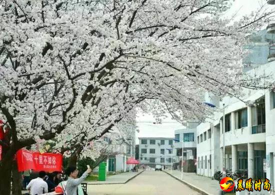 雨里裹蜜 花瓣洗尽绚丽的色彩 显露春天最轻柔的白 江西水利职业学院 江西洪州职业学院 三月酥风暖阳 百花齐放 这一簇簇正是风姿绰约 你觉得哪所学校的“校花”最美呢？ 