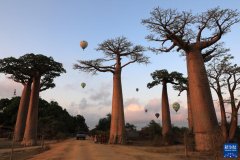 热气球在马达加斯加穆龙达瓦猴面包树大道升空