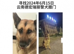 偷警犬算不算袭警 云南德宏瑞丽丢失警犬已找回